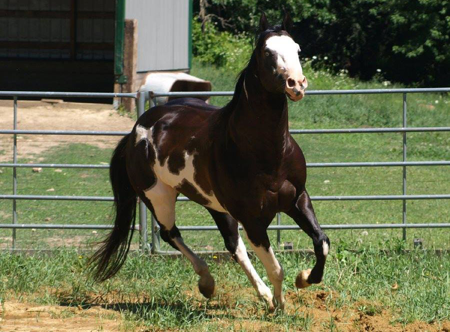 Black Overo Stallion